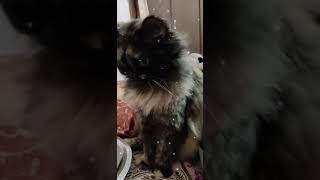 Tortoiseshell Cats Videos