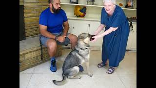 Video preview image #1 German Shepherd Dog Puppy For Sale in Enfield, CT, USA