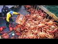 AMAZING King Crab Catching | Discover The Fishing of Tons of Alaskan Red King Crab | TAO Farm