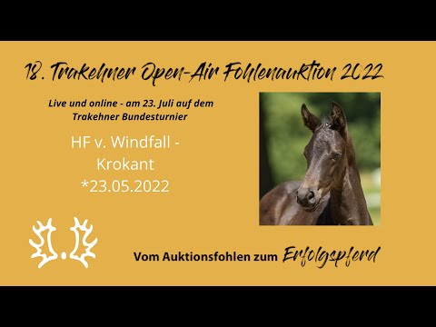 Kat.-Nr.9 HF v. Windfall - Krokant