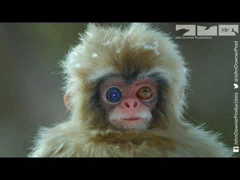 image-Did Hartlepool really hang a monkey?
