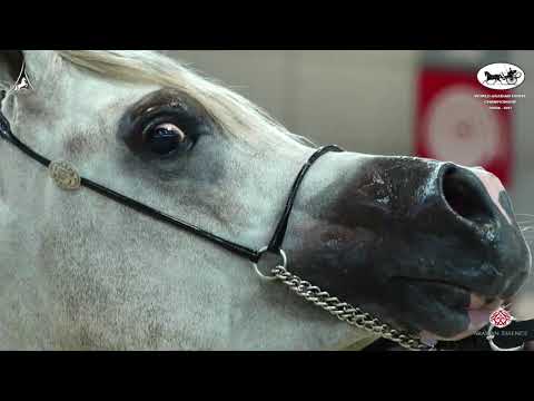 N 105 PEGAZE J   World Arabian Horse Championship 2021   PARIS   Junior Colts Class 5B