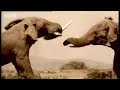 From the creation of a fertile egg in a female matriarch, to the battles to find a mate, to the long biological journey to fertilisation, this amazing short video from BBC wildlife show 'Animals: The Inside Story' charts the incredible story of reproduction in the elephant world.