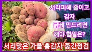 서리 맞은 가을 홍감자 서리피해 줄이고 알굵게 만들기~감자비대기,빨간,속노란,카스테라 감자 홍심이,귀농귀촌,…