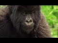 Meet This Family of Mountain Gorillas | Cousins | BBC Earth