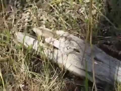 Lizard On A Log, Big Cypress