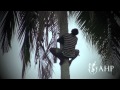 Climbing A Coconut Tree Alantaso Village Ghana West Africa