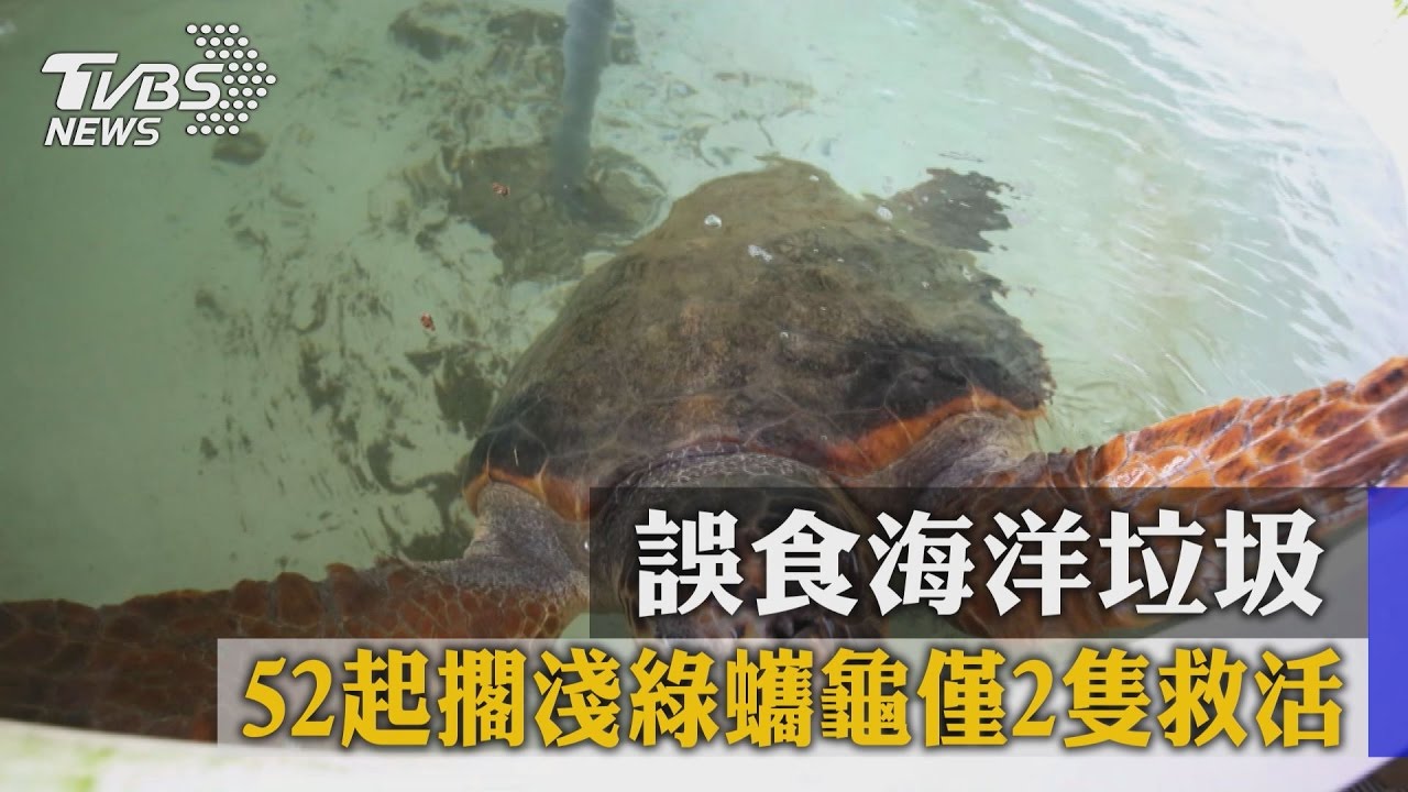 誤食海洋垃圾　52起擱淺綠蠵龜僅2隻救活