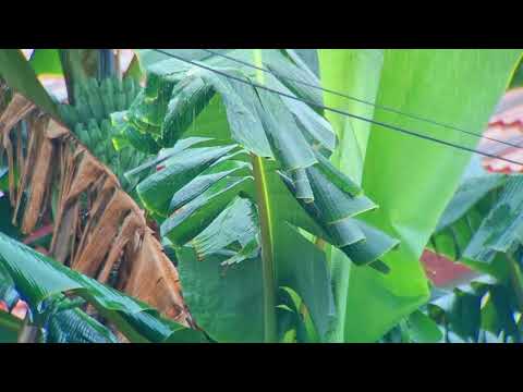 Pure Heavy Rain in Garden with Deep Thunder Sounds - Real Rain Sounds for sleeping. asmr