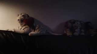 Cactus no need to worry dz organ