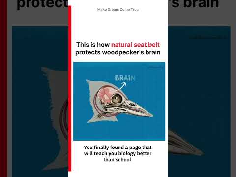 🦜This is how 💀 natural seat belt protects🪵woodpecker's brain 🧠 |  MDCT