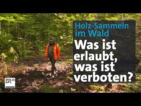 Holz-Selbstversorgung im Wald - was ist erlaubt? | Abendschau | BR24
