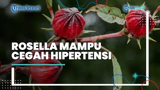 Selain Mampu Menurunkan Hipertensi, Bunga Rosella juga Bisa untuk Diet Alami