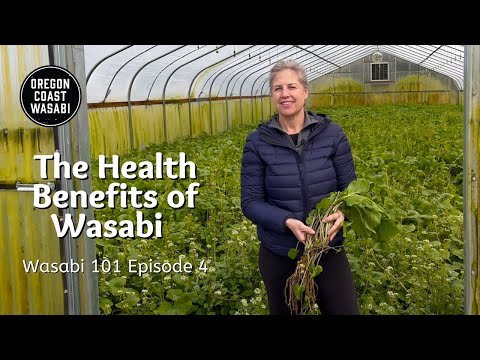 The Health Benefits of Wasabi - Wasabi 101 Episode 4