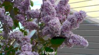 Janis Joplin-Turtle Blues