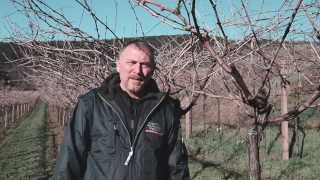 preview picture of video 'CANTINA VALPOLICELLA NEGRAR The production of Amarone starts from the vineyard, during the winter...'