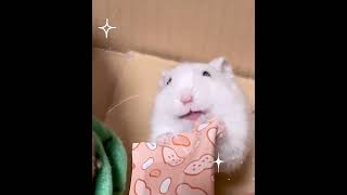 ハムハム