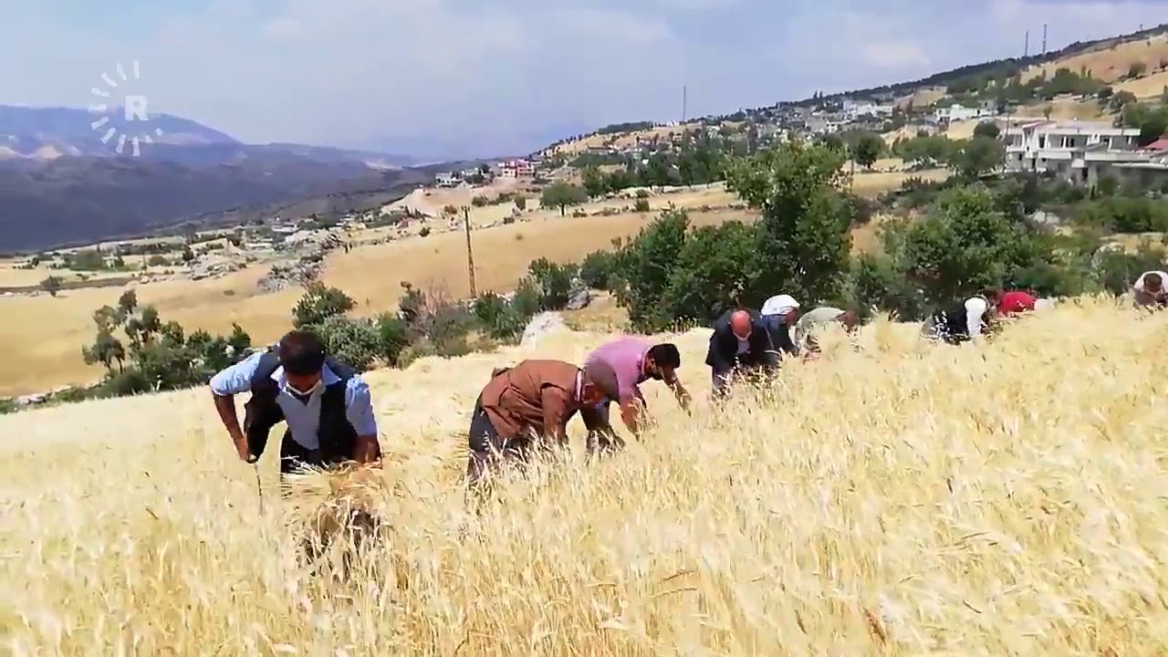 Şırnak'ta HDP ve AK Partili başkanlar Kürtçe şarkı eşliğinde buğday biçti