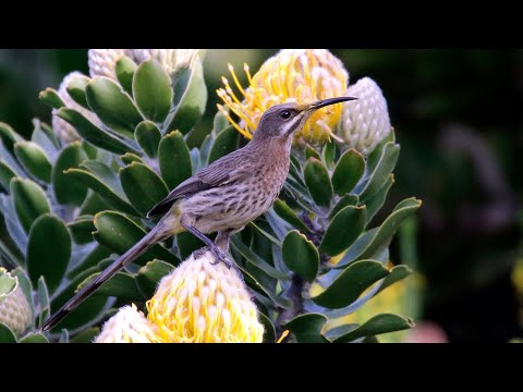 Birding South Africa Part 7: Southern Cape area Oct 19-21