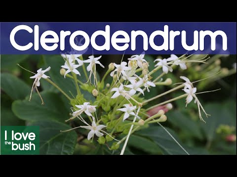 , title : 'Clerodendrum/Butterfly Plant
