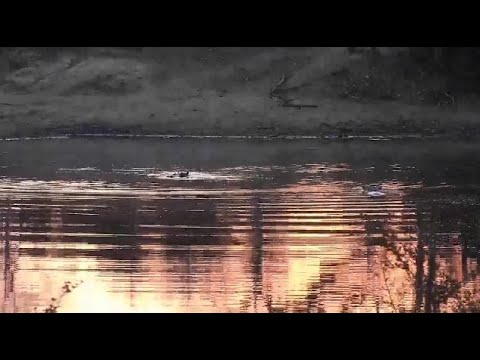 Djuma: Two Hippos in the dam - 05:45 - 08/25/20
