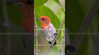 Download lagu Suara pikat kombinasi 3 jenis burung sogon, kemande dan prenjak. #burung #birds mp3