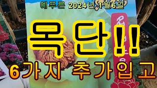 24년1. 6) 목단 6가지 추가 입고