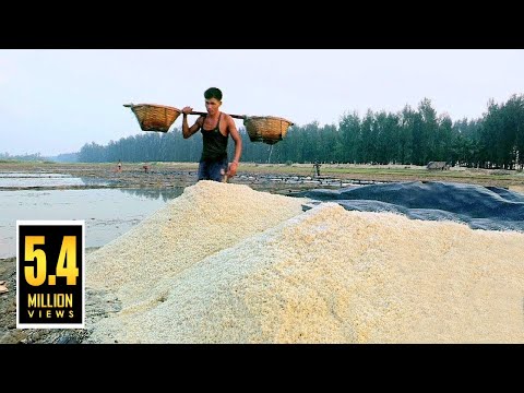 লবণ ক্ষেতের "লবণ" | How to Make Salt in Bangladesh