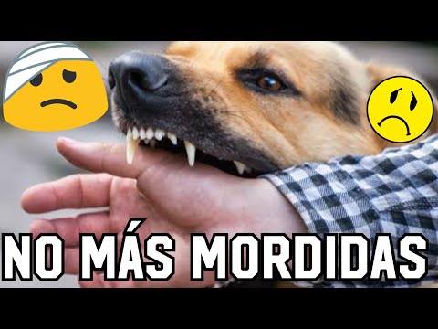 Enseñar a un Perro a no Morder  🐕‍🦺🖐🏼😱 - Guía para educar CACHORROS.