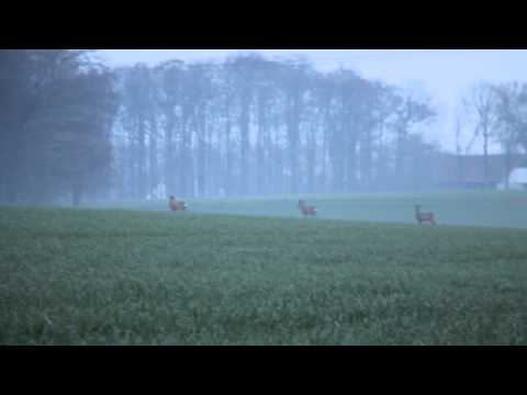 Störche Rehe in Tengern 31 03