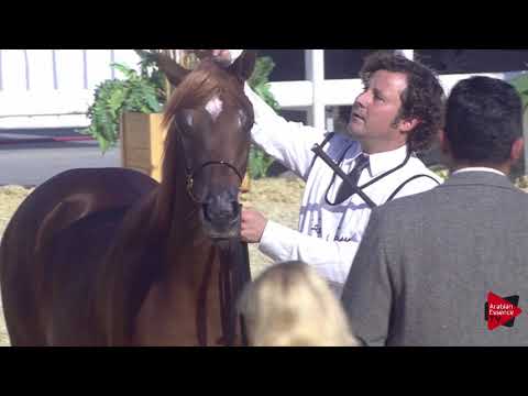 N.10 HURAYMILA AL SHAQAB - 2019 Qatar International show - Yearling Fillies (Class 1A)