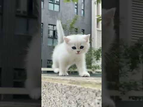 so cute cat . A beautiful moment #2875 - #shorts