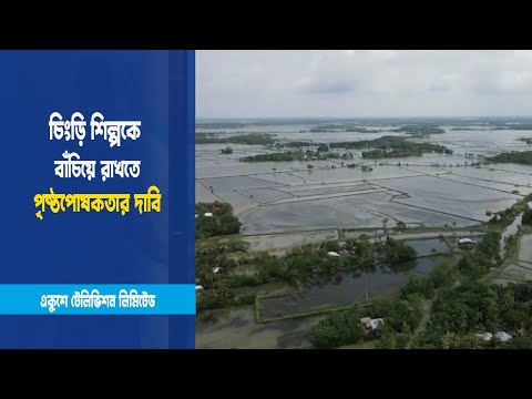 চিংড়ি চাষিরা বিপাকে