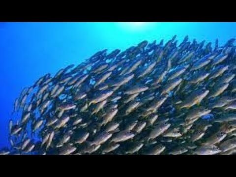 SCHOOL OF FISH I RosaMaria''s Channel