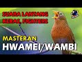 Wambi Gacor Suara Lantang Keras Fighters Berkicau Tanpa Henti Tak Kenal Lelah