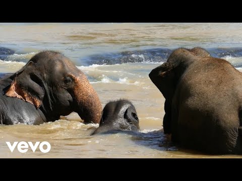 Racine Mapou de Azor - TRANKIL / GRANDE YO GADE MIZE'W / KITE YO PALE (Visualizer)