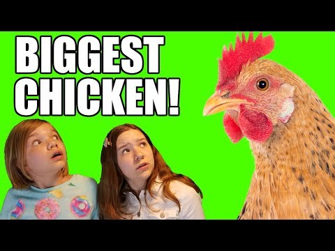 download lagu mp3 mp4 Scary Chicken, download lagu Scary Chicken gratis, unduh video klip Scary Chicken