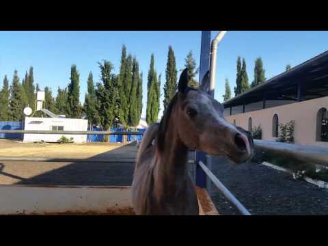 Straight Egyptian filly sired by laheeb aa