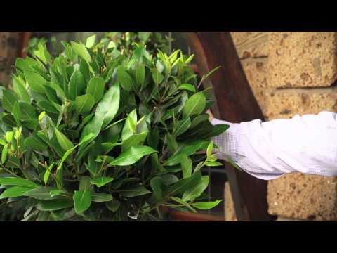 download lagu mp3 mp4 Laurus Nobilis Cone, download lagu Laurus Nobilis Cone gratis, unduh video klip Laurus Nobilis Cone