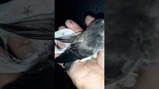 Download lagu Suara ini yg paling disukai burung walet mp3