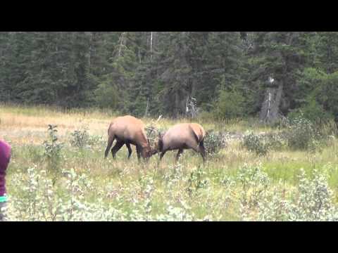 USA-Canada 2013- Combat de cerfs