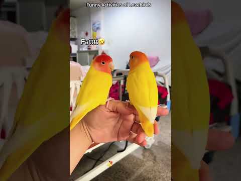 Funny activities of lovebirds
