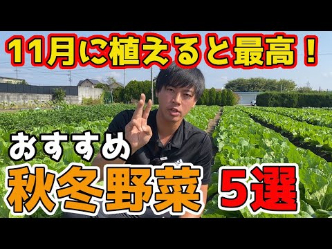 11月に芳香のあるハーブを植える