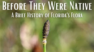 Before They Were Native – A Brief History of Florida’s Flora