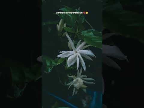 #flowers #whiteflower #nature #naturelovers #viralshort #explorepage