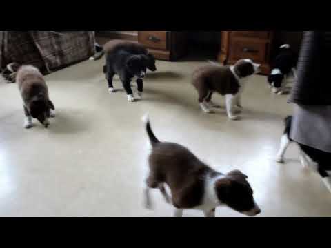 Border Collie Puppies For Sale Cleason & Marlene Reiff