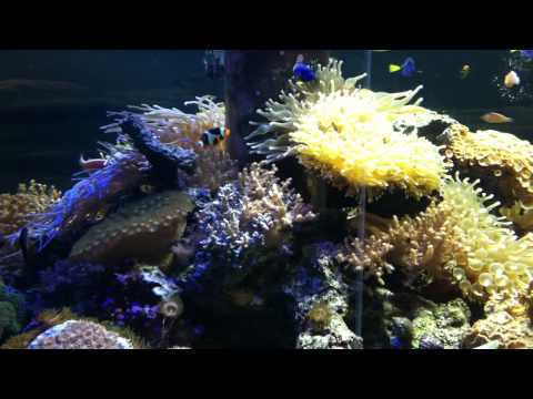 会計学科 ユーチューブyoutube.comが名古屋港水族館になった！感動のイルカや魚たち！税理士木村勝則の独り言！経営革新等支援機関近畿財務経済産業局認定木村勝則税理士事務所滋賀県高島市安曇川町
