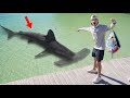 Finding MASSIVE SHARKS Using GIANT Wild FISH Can Sharks Smell Blood