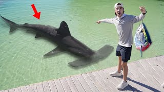 Finding MASSIVE SHARKS Using GIANT Wild FISH! (Can Sharks Smell Blood?)