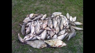 Ловля воблы на реке кизань астраханской области